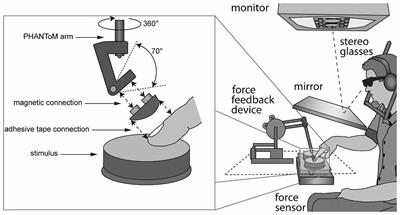 Active Haptic Exploration of Softness: Indentation Force Is Systematically Related to Prediction, Sensation and Motivation